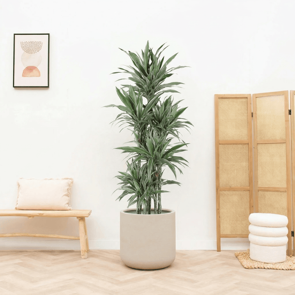 Dracaena Warneckei carrousel - 180 cm kopen bij Green Bubble