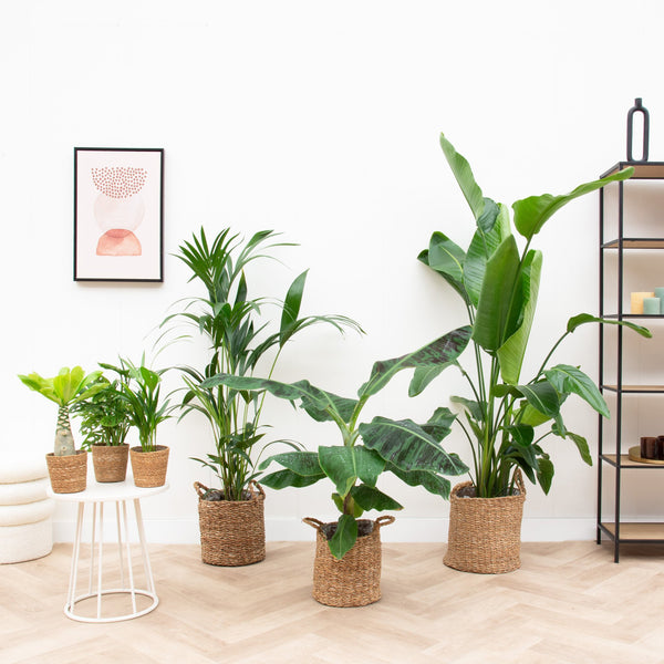 Eensgezinswoning plantenpakket inclusief manden kopen bij Green Bubble