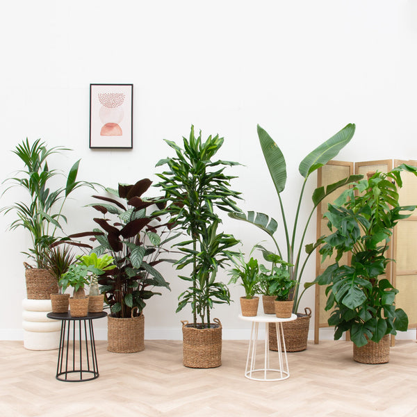 Vrijstaand huis plantenpakket inclusief manden kopen bij Green Bubble