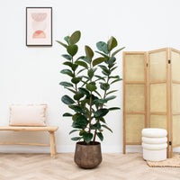 Ficus Elastica Robusta arbuste - 210 cm