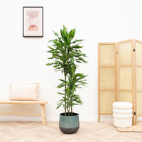Dracaena Cintho - 150 cm