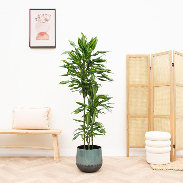 Dracaena Cintho - 150cm kopen bij Green Bubble