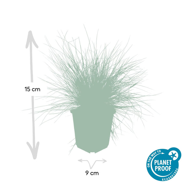 Festuca Glauca 'Elijah Bleu' - 20cm kopen bij Green Bubble