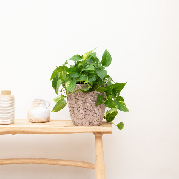 Epipremnum Aureum - 40cm kopen bij Green Bubble