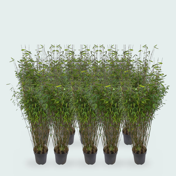 10 x Fargesia Nitida Gartenbambus - 170 cm
