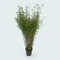 Fargesia Nitida Gartenbambus - 170 cm