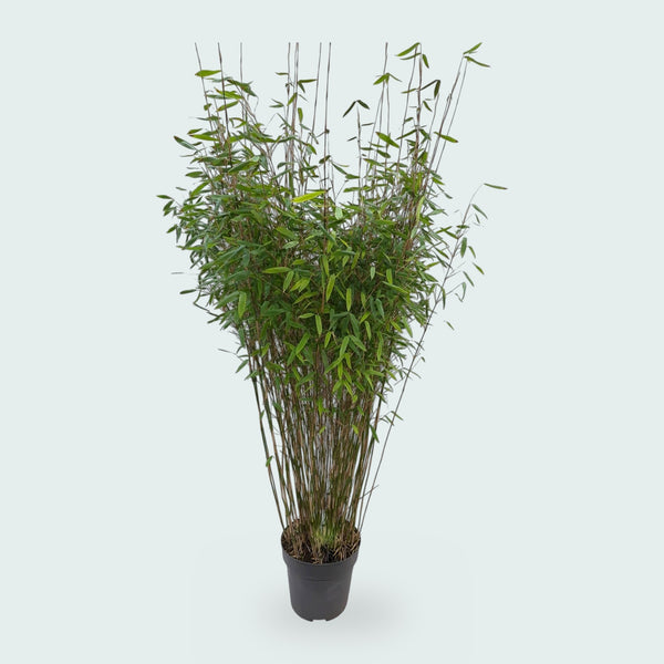 Fargesia Nitida Gartenbambus - 170 cm