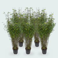 5 x Fargesia Nitida bamboe - 170 cm