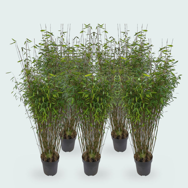 5 x Fargesia Nitida Gartenbambus - 170 cm
