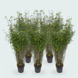 Product afbeelding 1