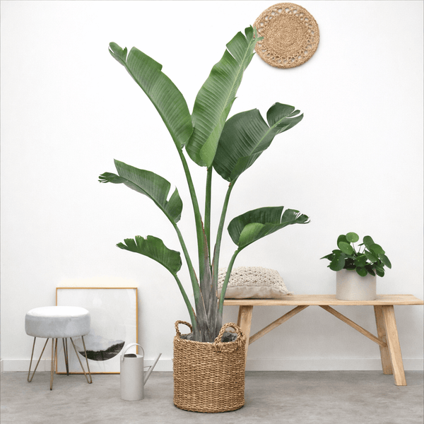 Strelitzia Augusta - 180cm kopen bij Green Bubble