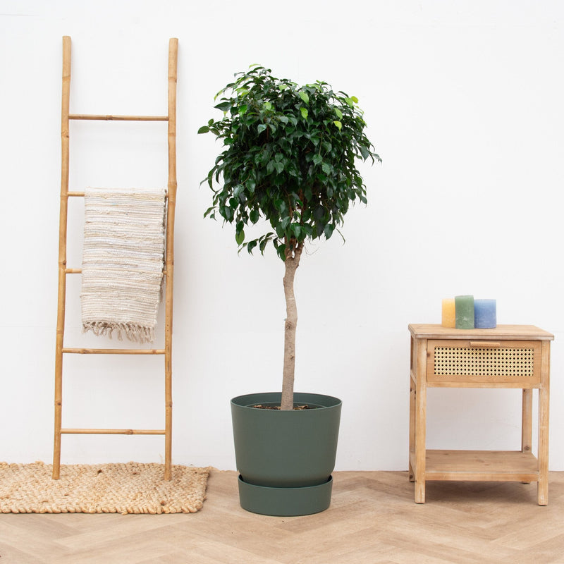 Ficus Benjamina Care verzorging - Green Bubble