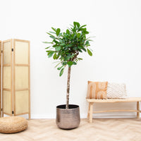 Ficus Cyathistipula baum - 190cm