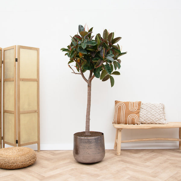 Ficus Elastica  Robusta op stam - 180cm kopen bij Green Bubble