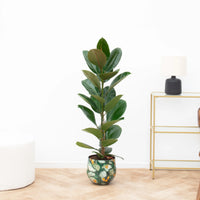 Ficus Elastica Robusta Struik - 90cm