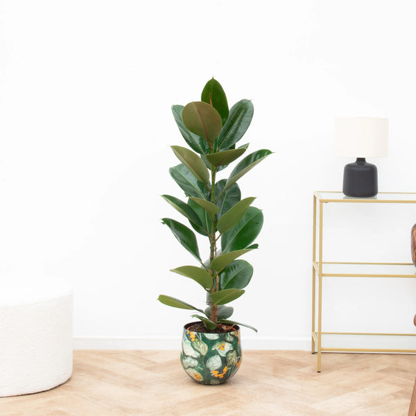Ficus Elastica Robusta Struik - 90cm kopen bij Green Bubble