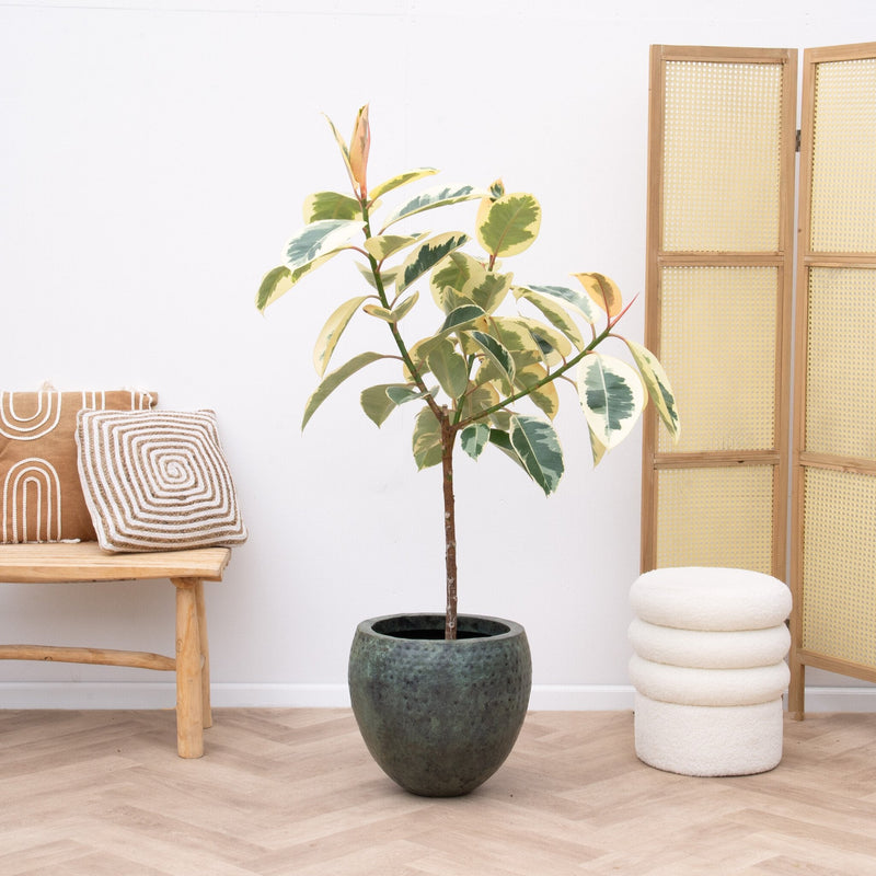Ficus Elastica Tineke Care verzorging - Green Bubble