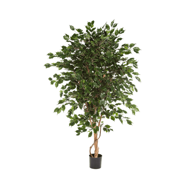 Ficus Exotica kunstplant - 180 cm kopen bij Green Bubble