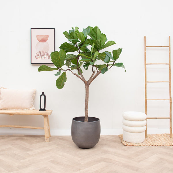 Ficus Lyrata boom XL - 180cm kopen bij Green Bubble