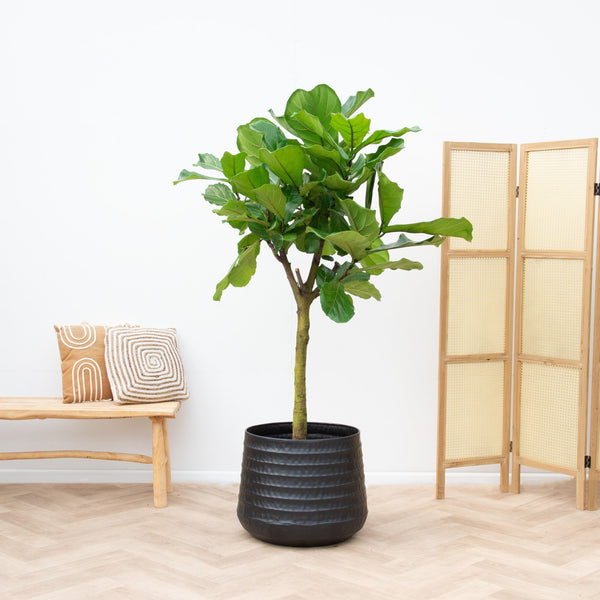 Ficus Lyrata boom XXL - 220cm kopen bij Green Bubble
