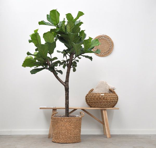 Ficus Lyrata boom XL - 190cm kopen bij Green Bubble