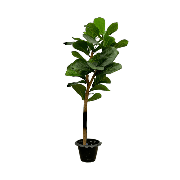 Kunst Ficus Lyrata op stam - 150cm kopen bij Green Bubble