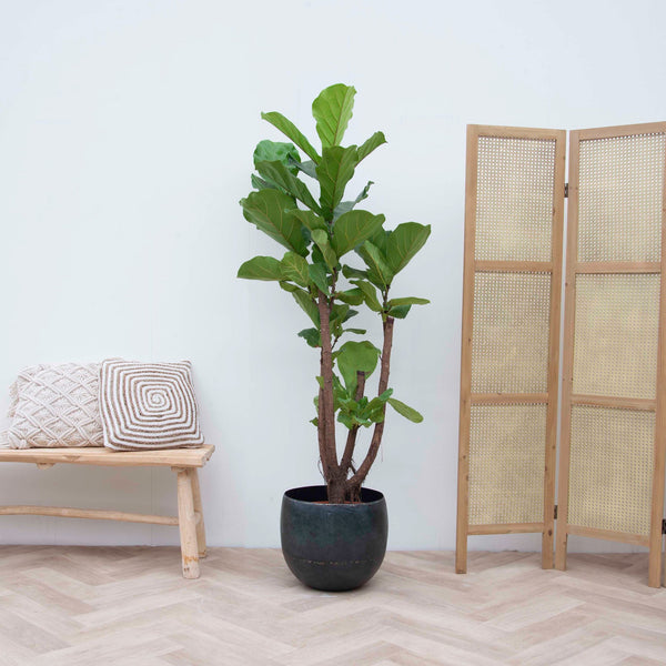 Ficus Lyrata vertakt - 130cm kopen bij Green Bubble