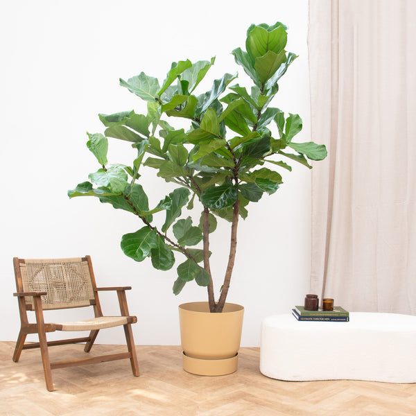 Ficus Lyrata vertakt XXXL - 275cm kopen bij Green Bubble