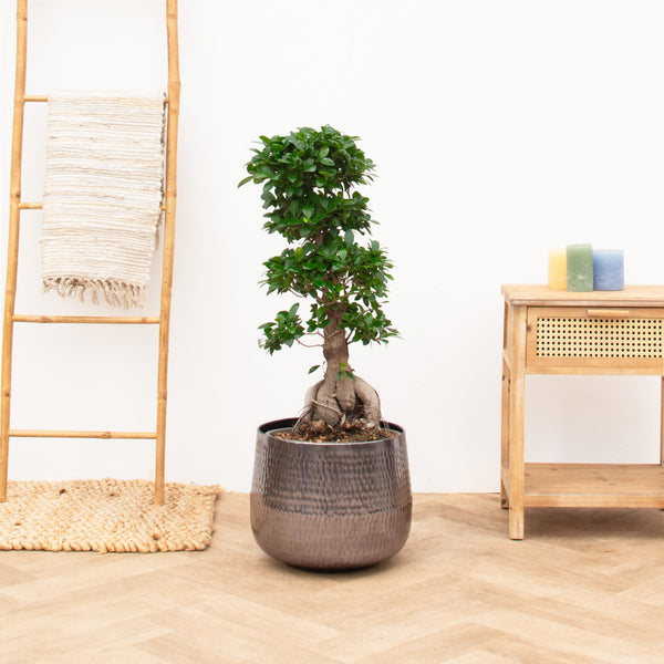 Ficus Microcarpa Ginseng - 85 cm kopen bij Green Bubble