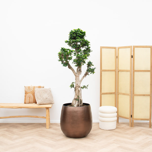 Ficus Microcarpa Ginseng - 180cm kopen bij Green Bubble