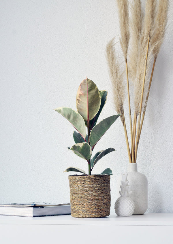 Ficus Tineke (plante à caoutchouc) - 55cm kopen bij Green Bubble
