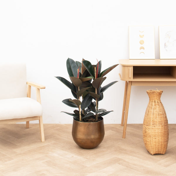 Ficus Abidjan struik - 100cm kopen bij Green Bubble