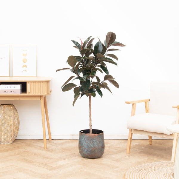 Combi deal - Ficus Elastica Abidjan inclusief Jolien Mystic Blue - 140cm kopen bij Green Bubble