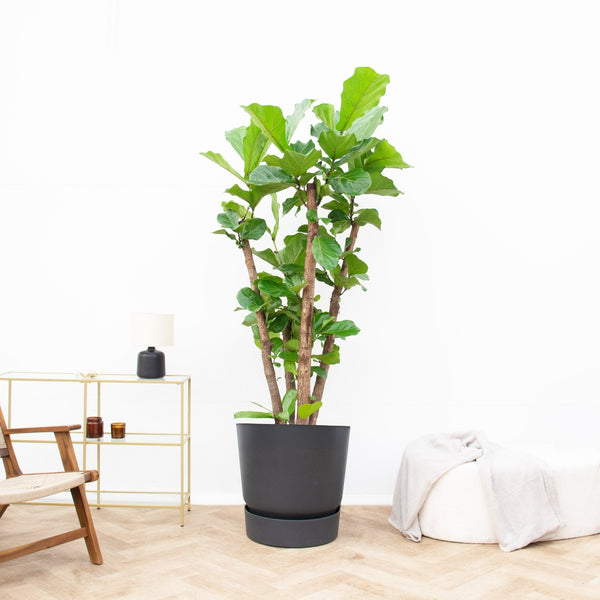 Ficus Lyrata vertakt XXL - 220 cm kopen bij Green Bubble