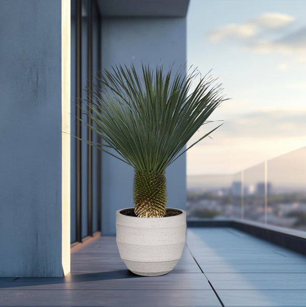 Yucca Rostrata - 160cm kopen bij Green Bubble