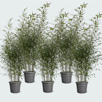 5x Fragesia bamboe - 220cm