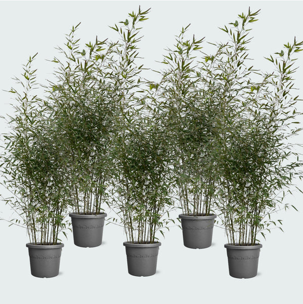 5x Fragesia bamboe - 220cm kopen bij Green Bubble
