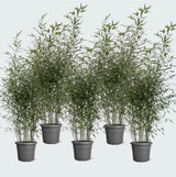 Product afbeelding 1