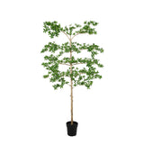 Product afbeelding 9