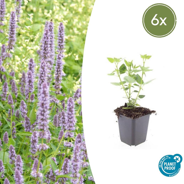Agastache 'Blue Fortune' - 20cm kopen bij Green Bubble