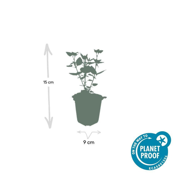 Agastache 'Blue Fortune' - 20cm kopen bij Green Bubble