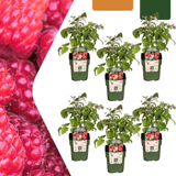 Product afbeelding 8