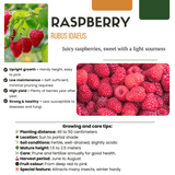 Product afbeelding 2