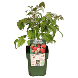 Product afbeelding 7