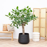Ficus Benghalensis boom de luxe - 200cm