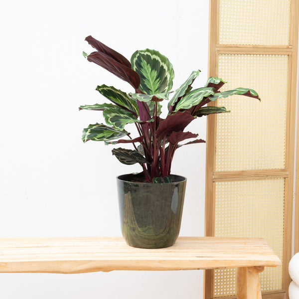 Calathea Medaillon - 70cm kopen bij Green Bubble