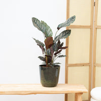 Calathea Ornata - 50cm