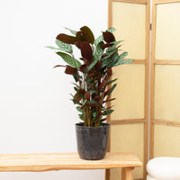 Calathea Compactstar - 80cm
