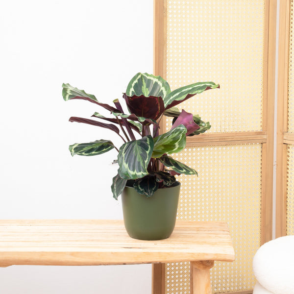 Calathea Medaillon - 50cm kopen bij Green Bubble