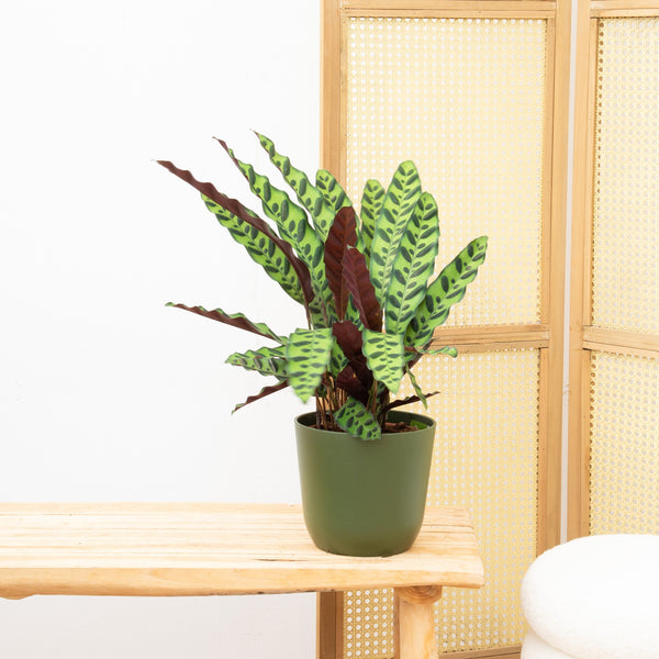 Calathea Insigne - 70cm kopen bij Green Bubble
